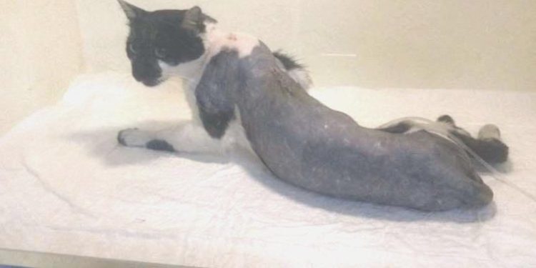 Zonguldak’ta vahşet: Tüfekle vurulan kedi felç kaldı