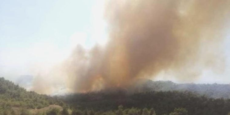 Adana’da orman yangını! Gruplar müdahaleye başladı