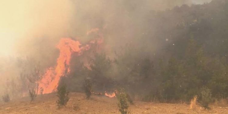 Adana’da orman yangını… Grupların müdahalesi sürüyor!