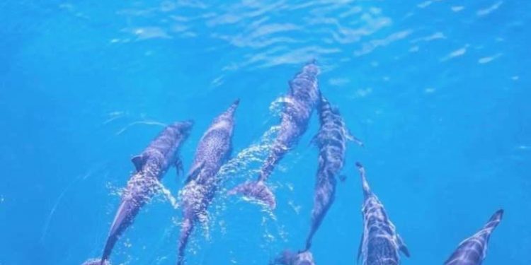 Anne yunuslar yavrularıyla “bebek dili”yle anlaşıyor