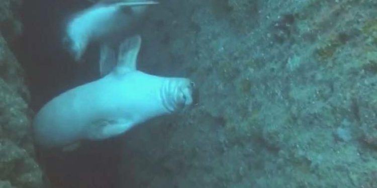 Antalya’da fok yuvasına tekne çeşidi tehdidi