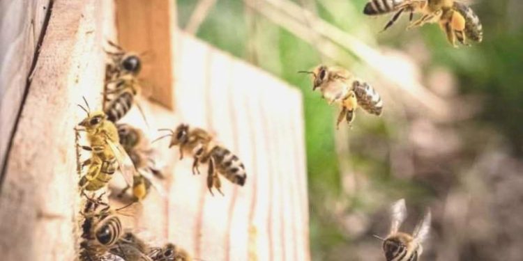 Araştırma: “Arıların hayatta kalma talihi azalıyor”