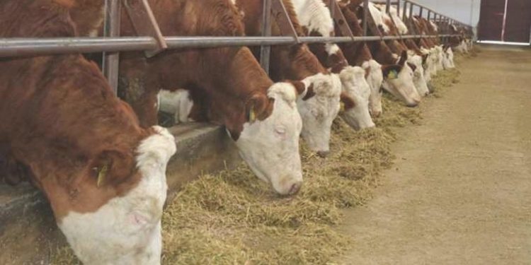 Ardahan’da şap alarmı… Canlı hayvan pazarları ile tüm köyler karantinaya alındı!