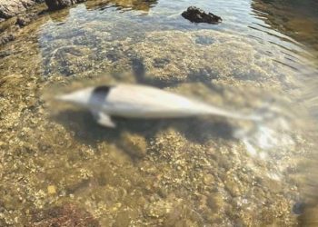 Ayvalık’ta meyyit yunus kıyıya vurdu