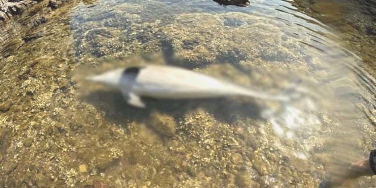 Ayvalık’ta meyyit yunus kıyıya vurdu