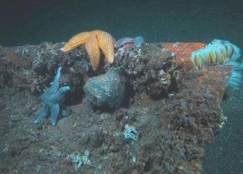 Balıklara ‘kırmızı liste’ müdafaası