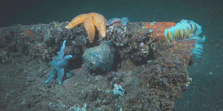 Balıklara ‘kırmızı liste’ müdafaası