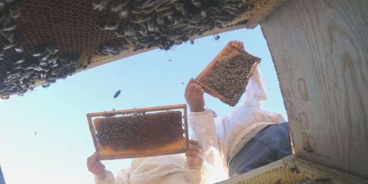 Balın kilogram maliyeti 110.76 lira oldu