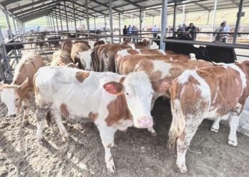 Bayburt’ta şap alarmı… Canlı hayvan pazarı kapatıldı!