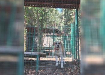Boğaziçi’ndeki köpekleri yerleşkeden belediye barınağına taşıyacaklar!