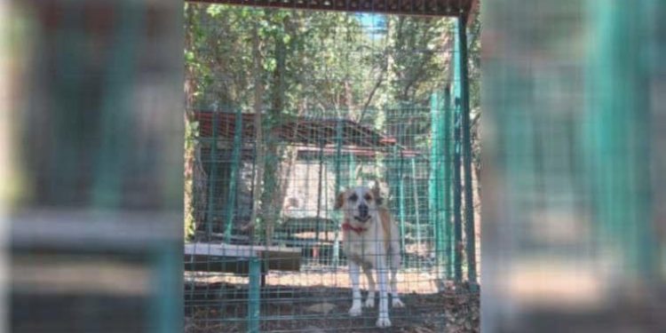 Boğaziçi’ndeki köpekleri yerleşkeden belediye barınağına taşıyacaklar!