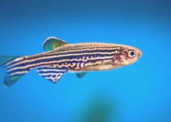 Çin, uzaya balık göndermeye hazırlanıyor