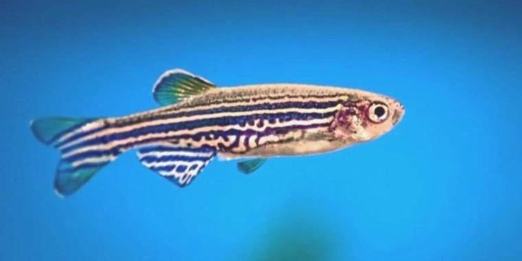 Çin, uzaya balık göndermeye hazırlanıyor