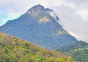 Çin’in en büyük tropikal yağmur ormanına araştırma