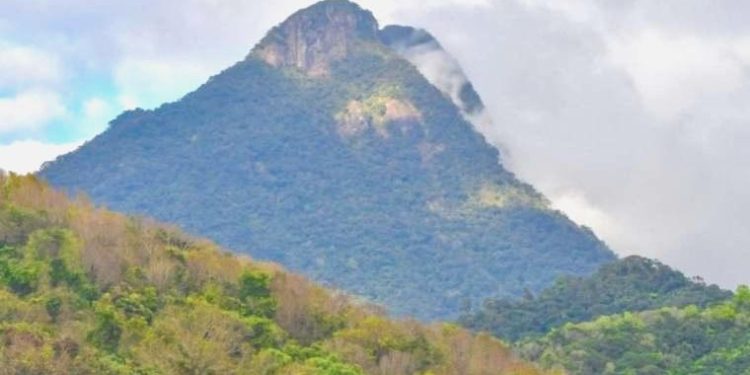 Çin’in en büyük tropikal yağmur ormanına araştırma