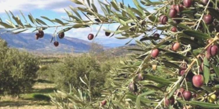 Depremzedeler için zeytinliğe mesken