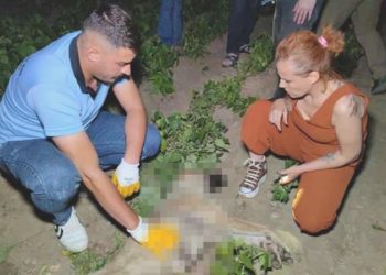 Doğum yapmış köpeği av tüfeği ile vurarak öldürdüler