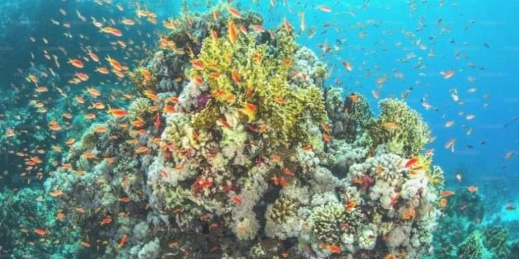 Dünya 36 milyon yılda bir biyolojik çeşitlilik patlaması yaşıyor