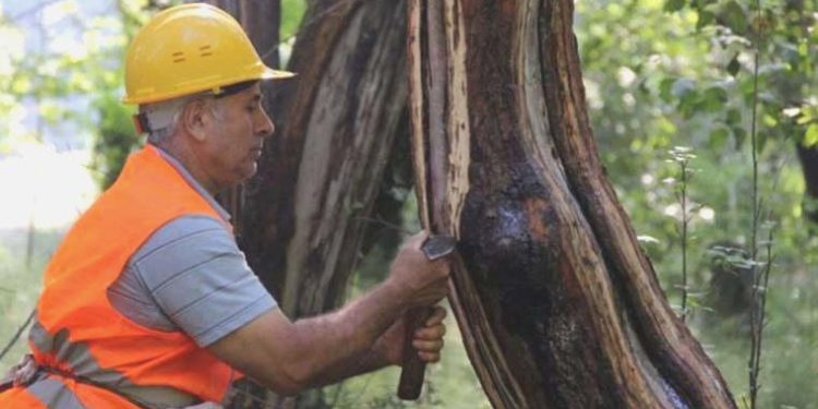Dünyada yalnızca Amerika kıtası ve Muğla’da yetişiyor: Sığla yağının kilosu 5 bin lira!