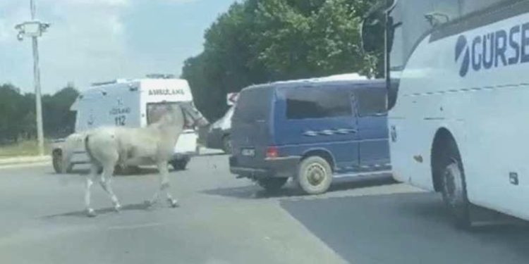 Eskişehir’de aracın ardına at bağlayan şoför özgür bırakıldı!