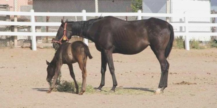 Eskişehir’de onlarca milyonluk yatırım göz nazaran göre çürüyor!