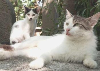 Eyüpsultan’da kedileri asitle yaraladığı belirlenen 1 kuşkulu gözaltına alındı