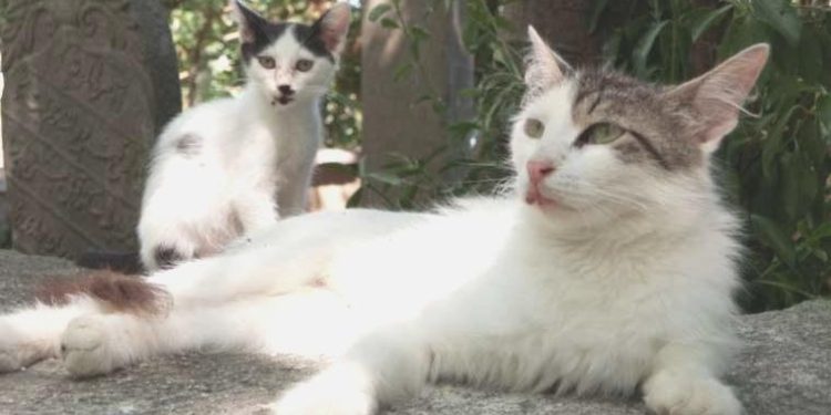 Eyüpsultan’da kedileri asitle yaraladığı belirlenen 1 kuşkulu gözaltına alındı