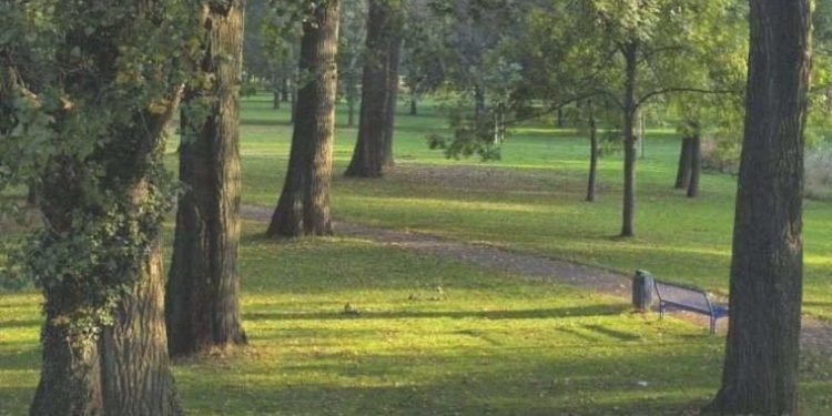 Gen düzenlemesiyle yüksek verimli ağaç yetiştirildi