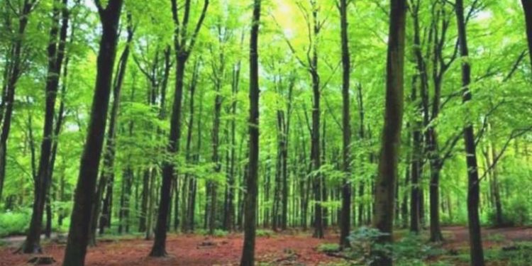 Gümüşhane’de ormanlara girişler yasaklandı