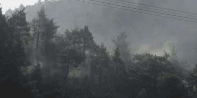 Hatay’da orman yangını: Denetim altına alındı