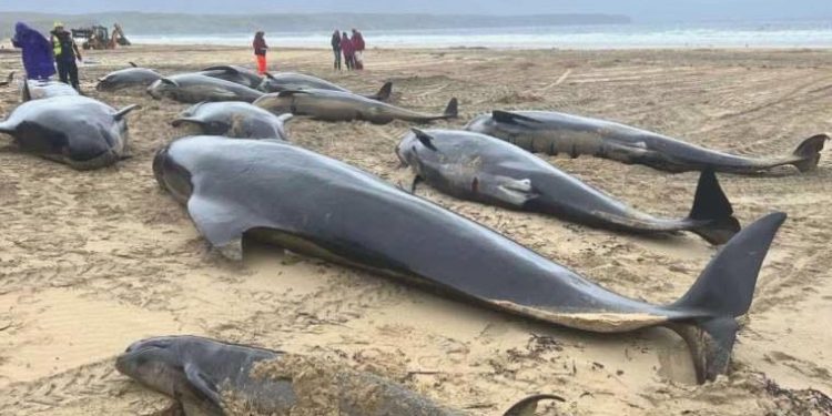 İskoçya’da onlarca pilot balina karaya vurarak öldü