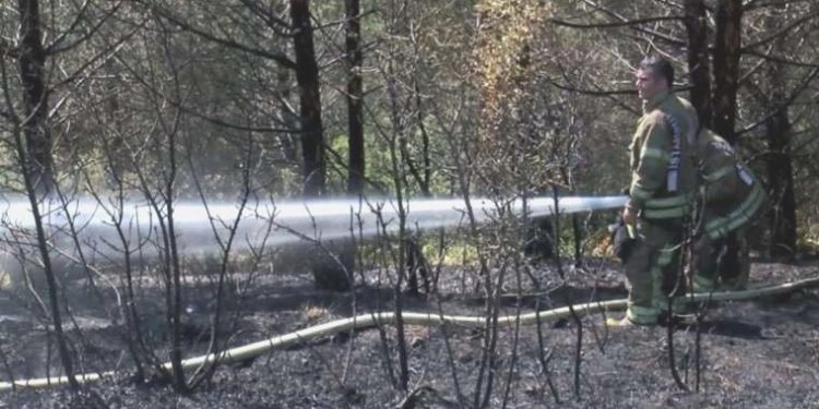 İstanbul Sultangazi’de orman yangını!