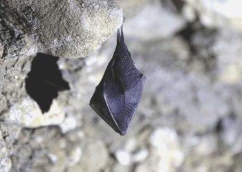 İstanbul’da meskenlere giren yarasalar paniğe neden oldu