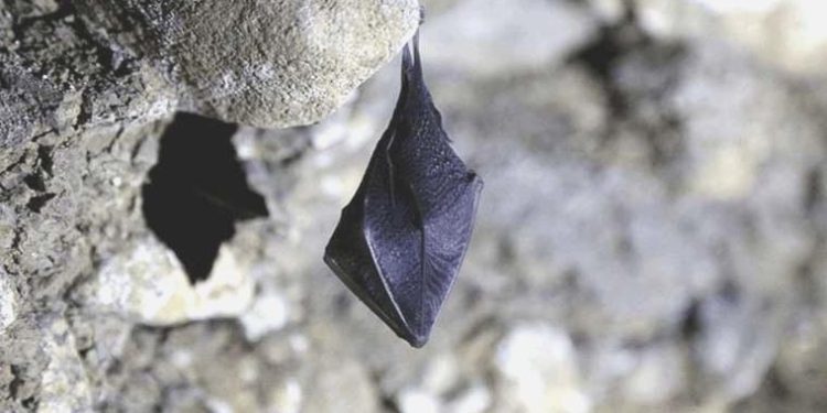 İstanbul’da meskenlere giren yarasalar paniğe neden oldu