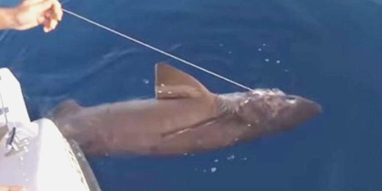 Jenerasyonları süratle azalıyor: Köpekbalıkları için ‘sosyal medya’ tehlikesi