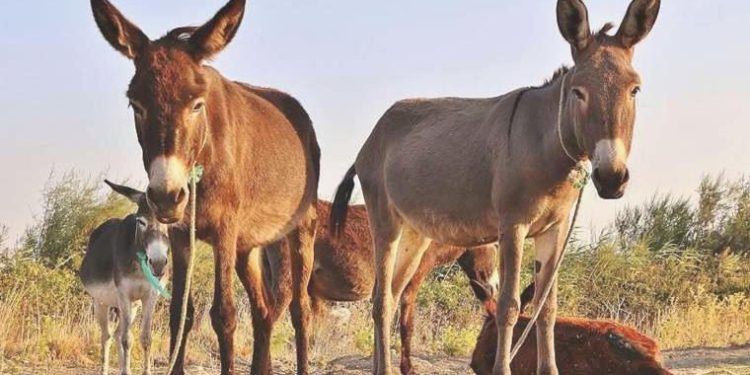 Kaçakçılık operasyonunda binlerce eşek penisi ele geçirildi