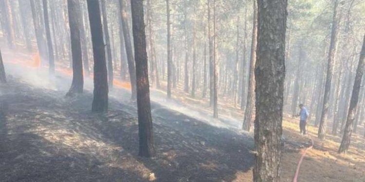 Kahramanmaraş’ta orman yangını!