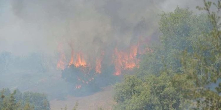 Kahramanmaraş’ta orman yangını!