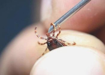 Kene kabusu geri döndü: Sivas’ta yılın 4. mevti gerçekleşti