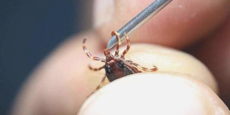 Kene kabusu geri döndü: Sivas’ta yılın 4. mevti gerçekleşti