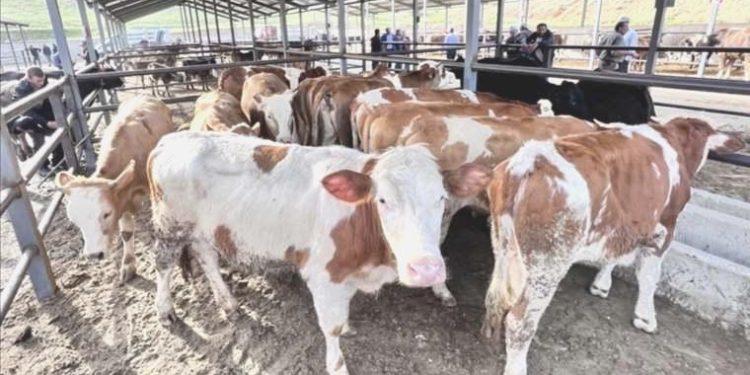 Konya’da şap alarmı: Hayvan pazarı kapatıldı