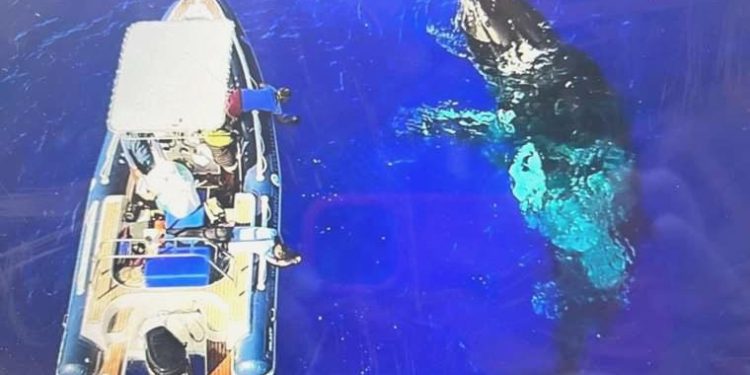 Köpekbalığı saldırısından balina kurtardı