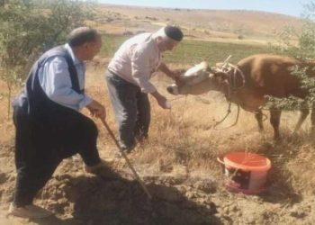 Kurban Bayramı’nda kaçan inek 22 gün sonra yakalandı