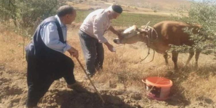 Kurban Bayramı’nda kaçan inek 22 gün sonra yakalandı