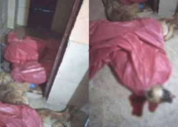 Mamak’ta ‘hayvanlara şiddet’ savı