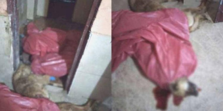 Mamak’ta ‘hayvanlara şiddet’ savı