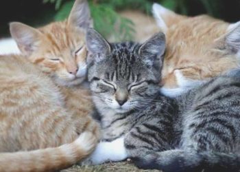 Ölümcül kedi virüsü Kıbrıs’ı ele geçirdi