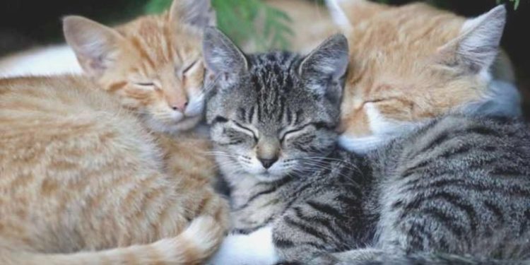 Ölümcül kedi virüsü Kıbrıs’ı ele geçirdi