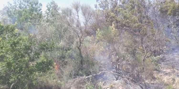 Osmaniye’de orman yangını… Gruplar müdahale ediyor!