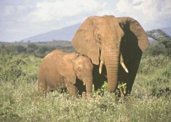 Oxford Üniversitesi’nden çarpıcı araştırma: Kanserin devası ‘fillerin testislerinde’ bilinmeyen olabilir!